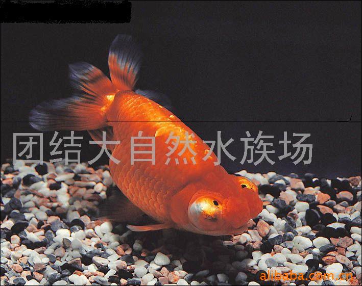 供应金鱼，龙睛，锦鲤，绒球，珍珠，兰寿等120多名贵金鱼(图)