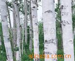 白桦脂酸(betulinic acid)