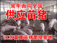 供应20-100/斤三元苗猪(图)