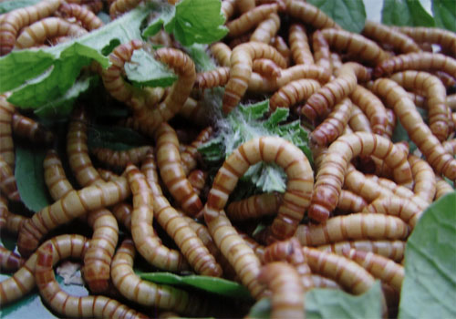 供应黄粉虫种(图)