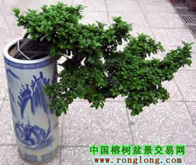 供应悬崖榕树盆景(图)