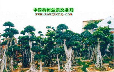 供应树桩榕树盆景(图)