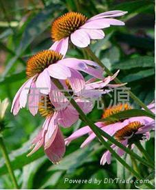 供应紫锥菊提取物(图)