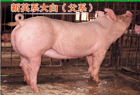 供应优质二元苗猪三元苗猪(图)