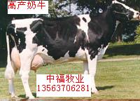 供应肉牛、肉羊、西门塔尔牛、育肥牛犊(图)