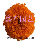 供应杂交色素万寿菊种子(图)