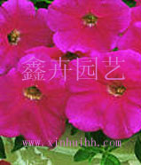 供应优质花卉种子，草花种子(图)