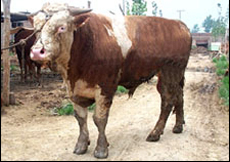 供应肉牛，肉羊，杂交牛(图)