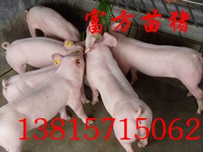 供应苗猪全国送货上门(图)