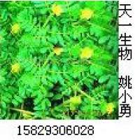 刺蒺藜提取物Tribulus terrestris P.E. 