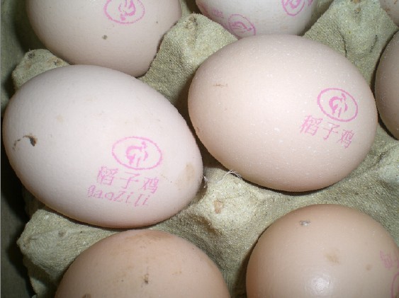 供应鸡蛋喷码机(图)