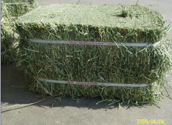 供应苜蓿草(图)