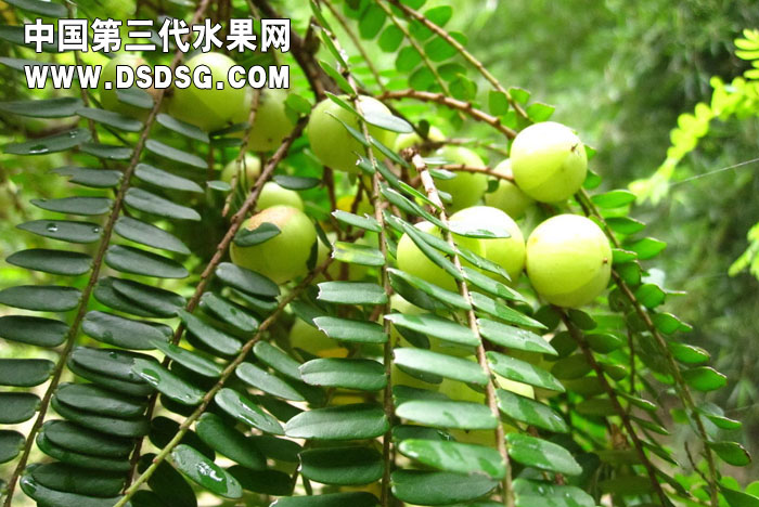 余甘子余甘茶搏老余甘袋泡茶代理