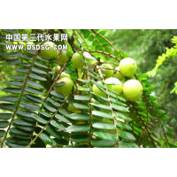 余甘子余甘茶搏老余甘袋泡茶代理