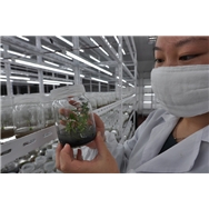 供应铁皮石斛种苗供应！(图)