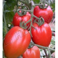 Tomato Seed INT-11-063